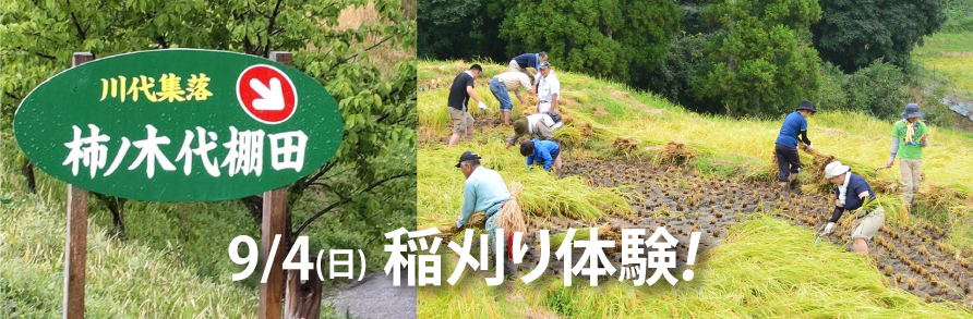 【イベント：終了】9月4日 川代棚田の稲刈り体験参加者を募集中！