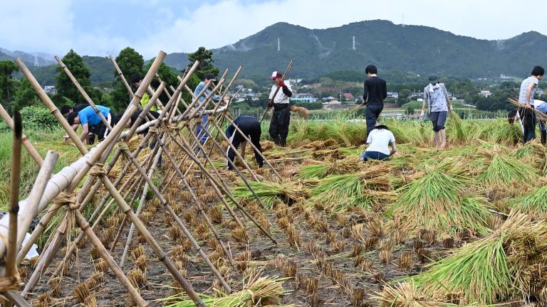 【イベント:終了】9月3日・千葉県「川代棚田」で稲刈り体験してみませんか