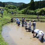 【2025川代棚田】田植えの様子